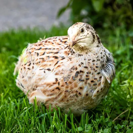 Daire Maierlehen Pfarrwerfen