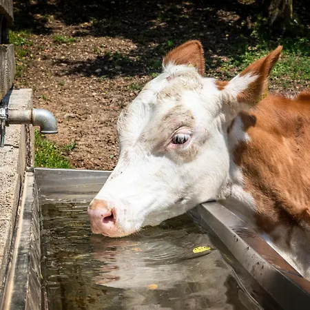 Maierlehen * Pfarrwerfen