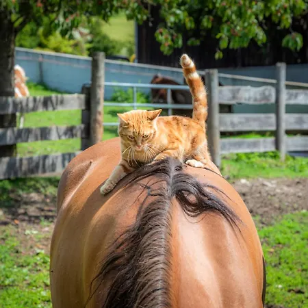 Lägenhet Maierlehen Pfarrwerfen