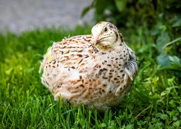 아파트 Maierlehen 파르베르펜