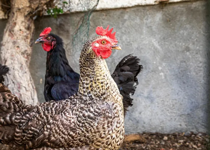 Maierlehen 아파트 *